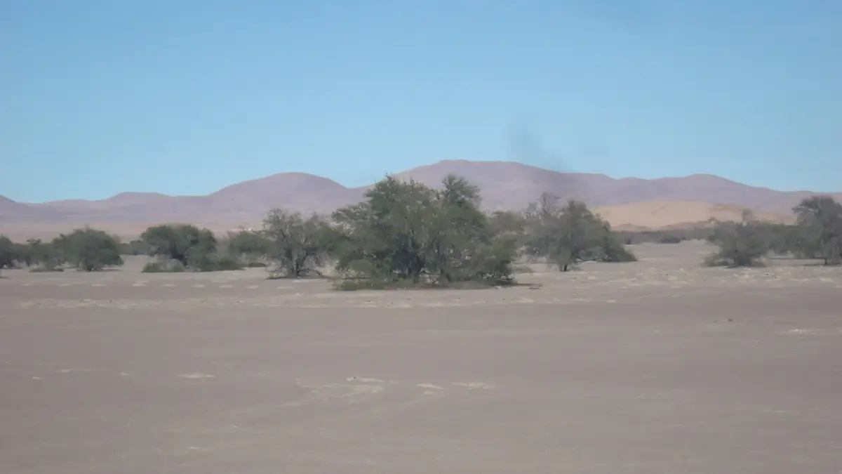 Tamarugo trees in the Pampa del Tamarugal, with desert hills in the background