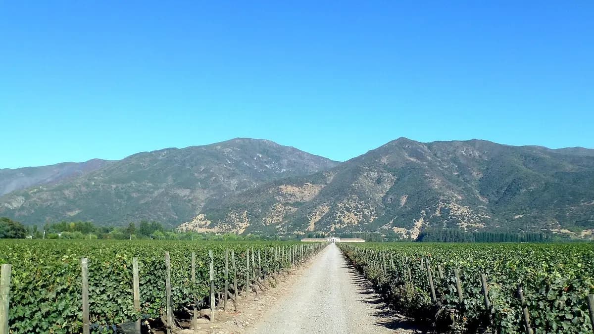 Vineyards of the Colchagua Valley, in Chile's O'Higgins Region, with hills in the background